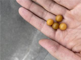 和田玉珠子里的高端品种,有些你还没有见过!